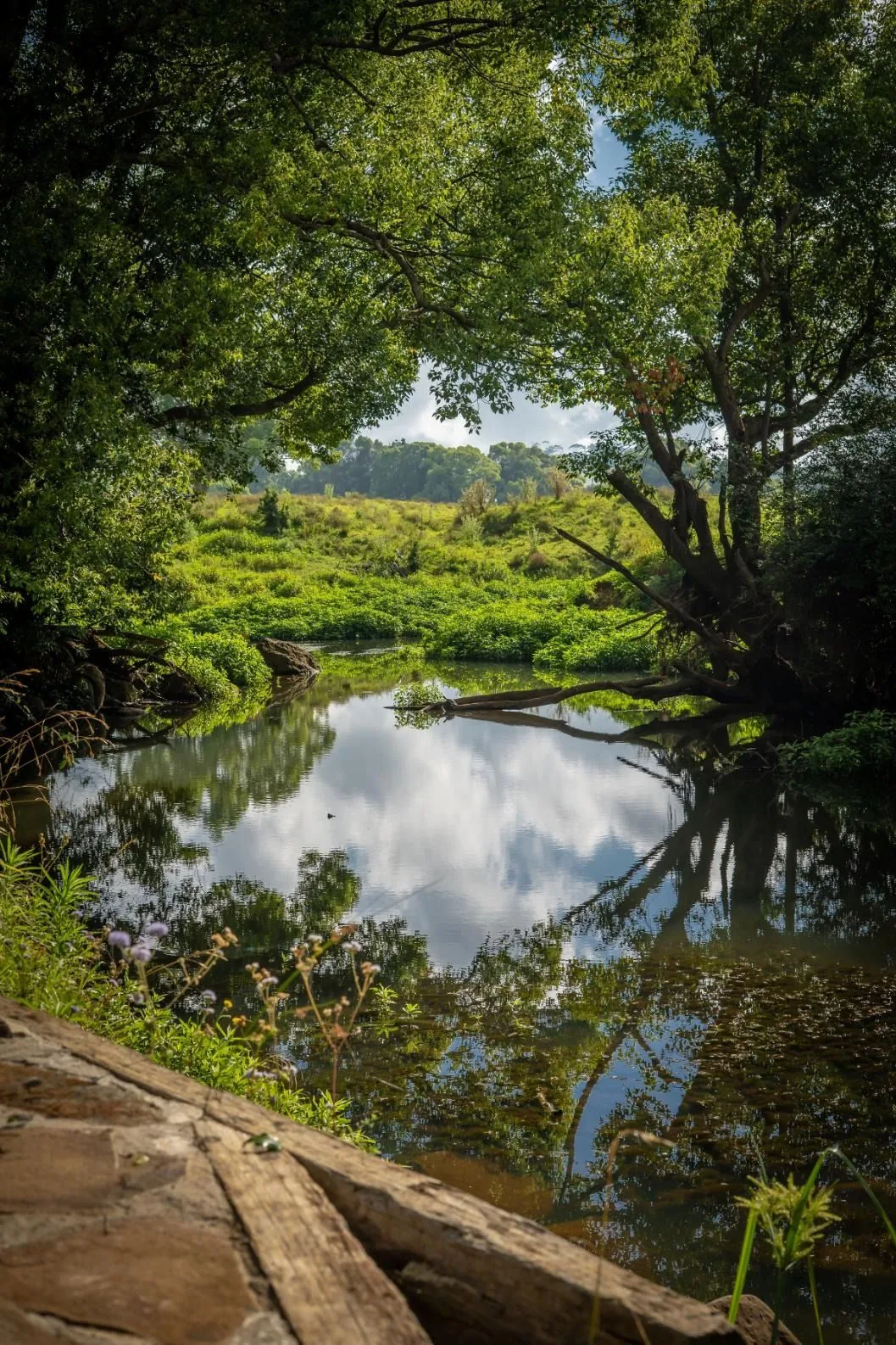 the creek, arty-farty